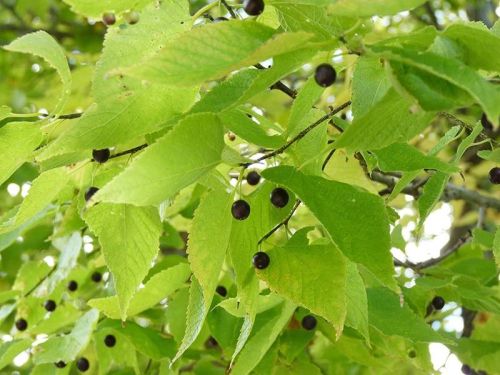 Northern hackberry can grow 9 to 15 metres in height, with a slender trunk. The tree's pea-sized berries are edible, ripening in early September.